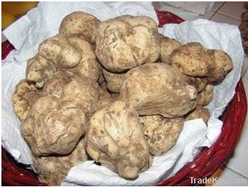 White Truffles