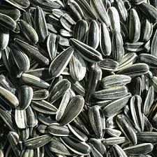 Sunflower seeds