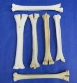 Giraff Leg Bones, Camel Leg Bones, Giraff Vetebrate Bones, Giraff Neck Bones