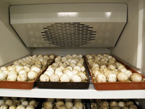 Fertilized radiated tortoise eggs (astrochelys radiata)