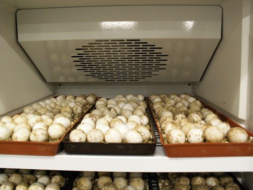 Fertilized sulcata tortoise eggs (african spur tigh)