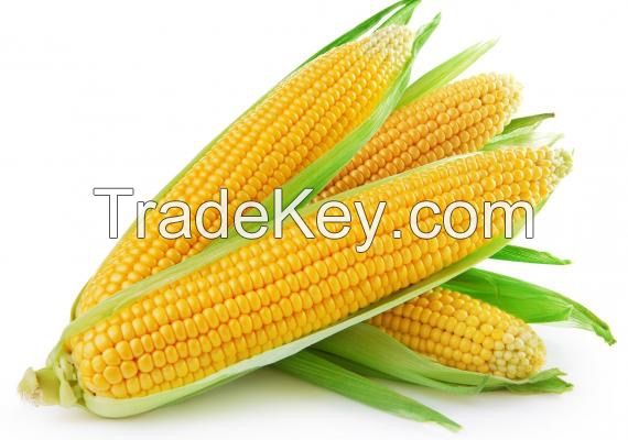 Sweet Corn - CONTACT NOW!! On the COB, Frozen, Canned or Creamy - CONTACT NOW