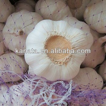 China fresh garlic