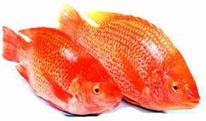 Red Tilapia