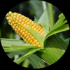 Maize | Maize Exporter | Corn Grain Seller | Maize Buyer | Bulk Maize Grain Importer | Corn bean Buyer | Corn bean Wholesaler | Corn Grain Manufacturer | Best Quality Corn Grain | Cheap Maize Supplier | Low Price Corn | Yellow Corn | White Cron | Baby Mai