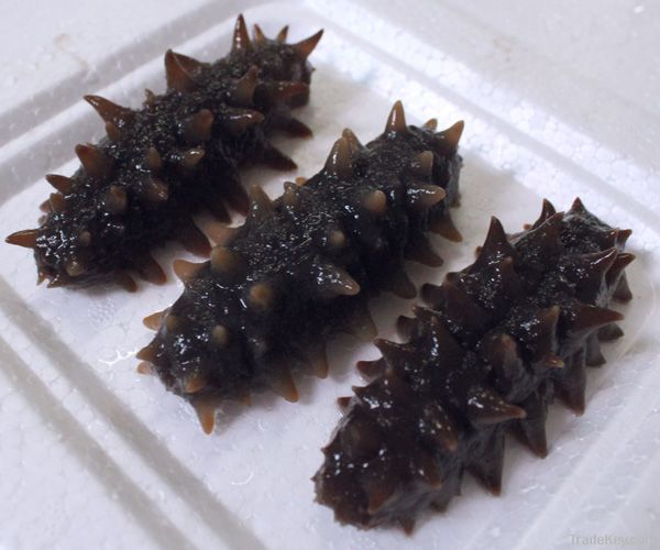 Frozen Natural Sea Cucumber