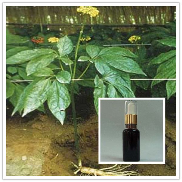 Panax Ginseng Root Oil