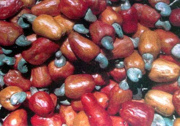 High Grade Cashew Nuts 
