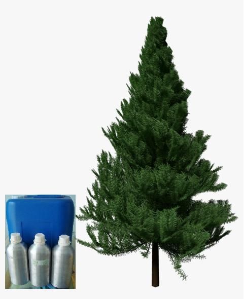 Pine Essential Oil