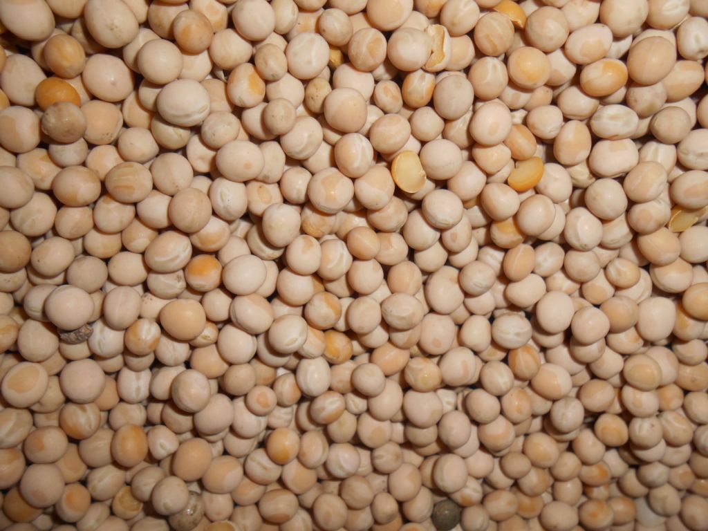 Yellow peas bulk in 20-foot containers. Origin Russia.