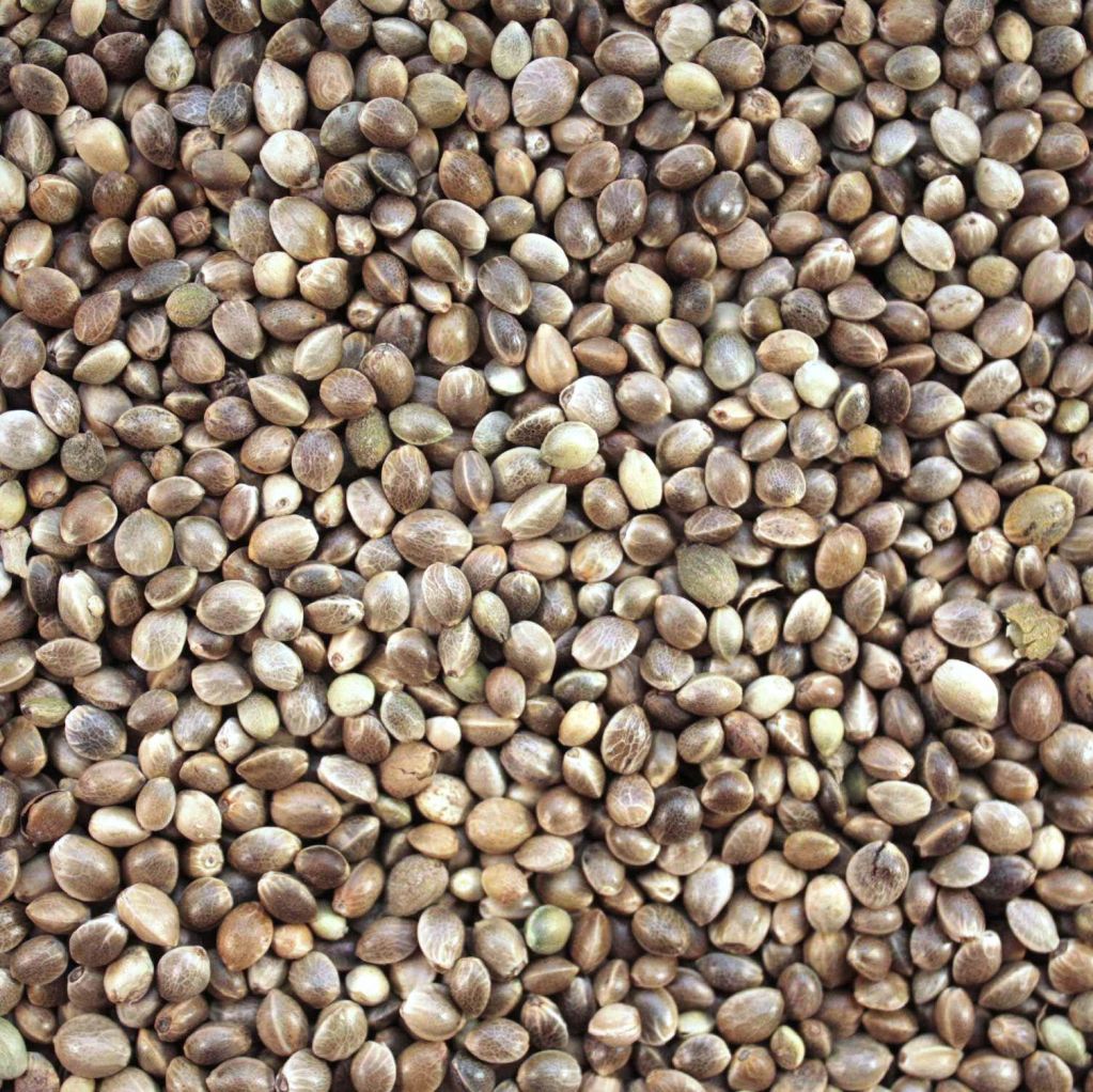 Hemp seeds