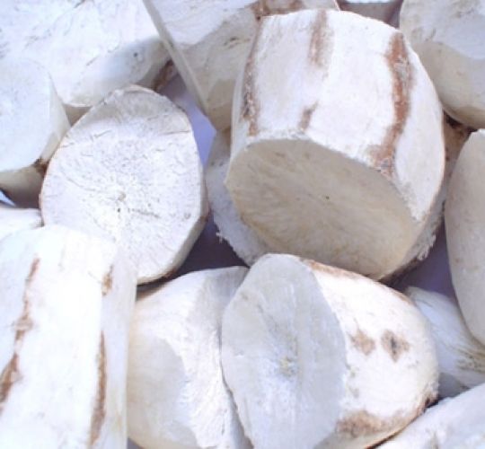 Fresh Cassava Bagasse