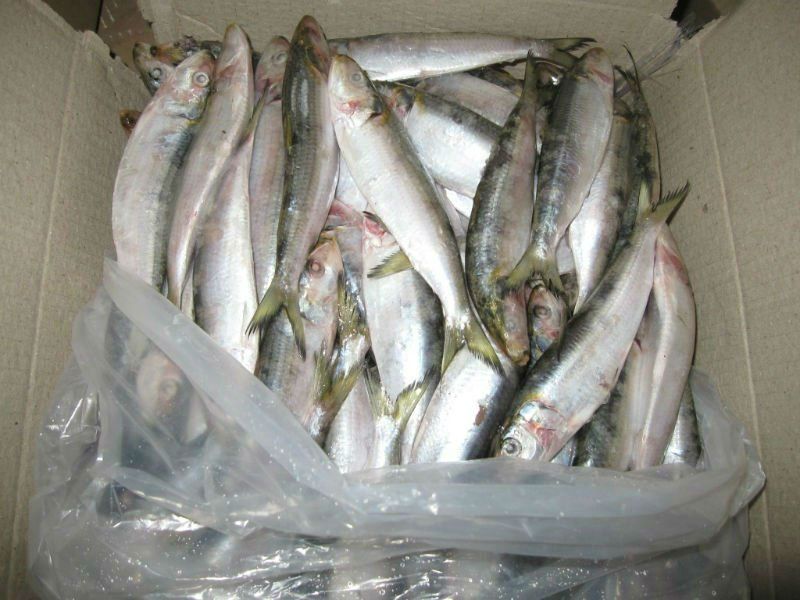 Fresh / Frozen Sardine Fish