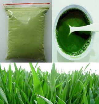 All Pure Barley Grass Powder Excellent Quality Nutrition Enhancer 