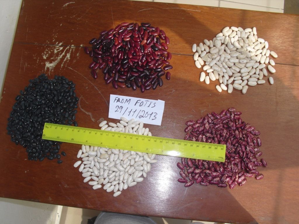  Red kidney beans for sale