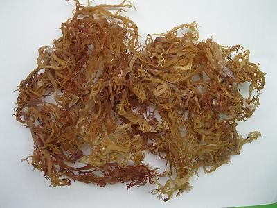 EUCHEUMA SPINOSUM SEAWEED