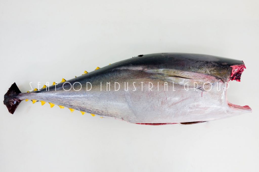 FRESH CHILLED YELLOWFIN TUNA HGT