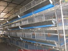 Battery pullet rearing cage