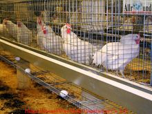 Different kinds of chicken rearing cage