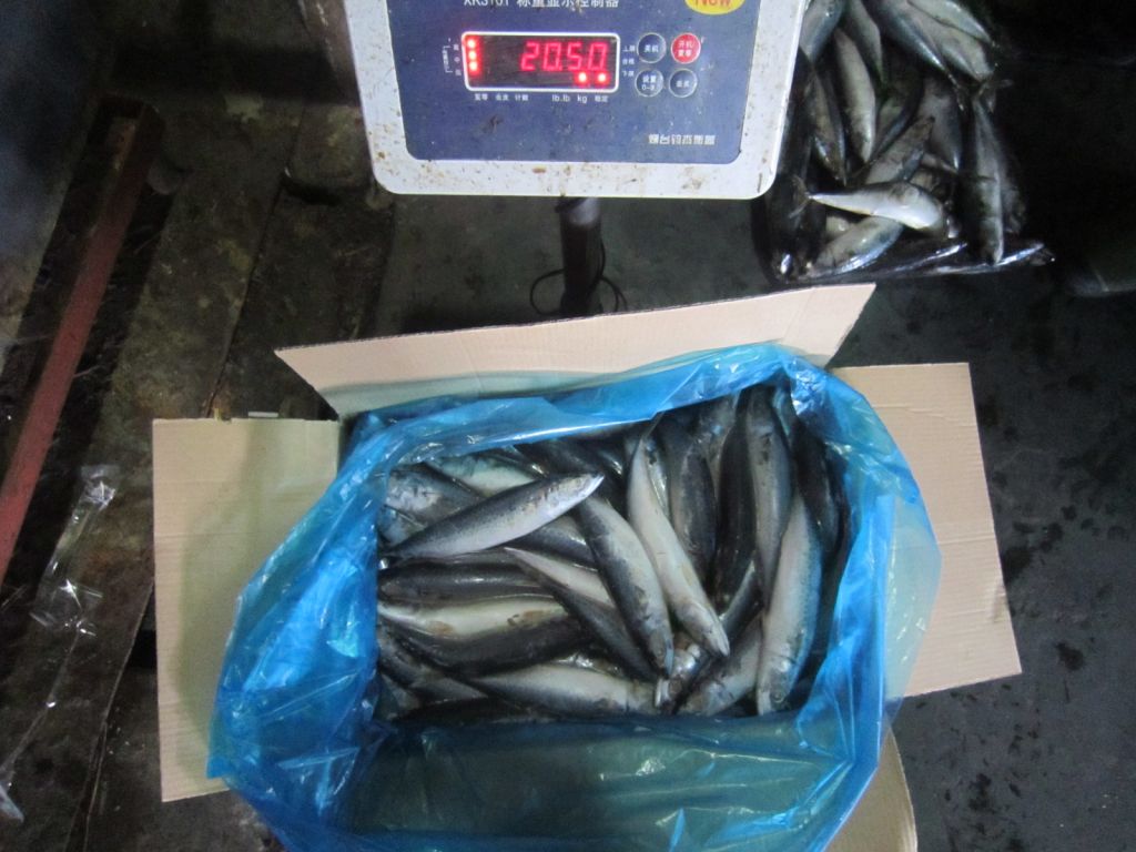 HIGH QUALITY COMPETITIVE IQF BQF WHOLE ROUND  FROZEN PACIFIC MACKEREL