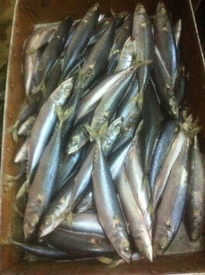 new catching pacific mackerel 8-10pc/kg
