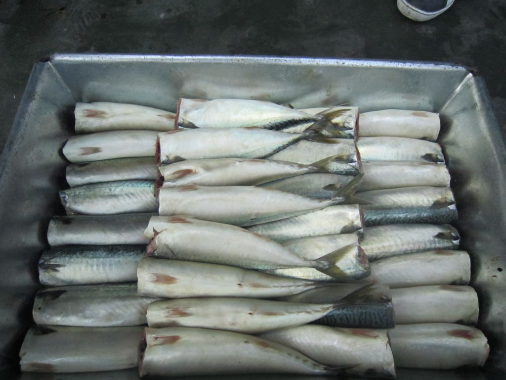 high quality frozen pacific mackerel HGT, HG, fillet