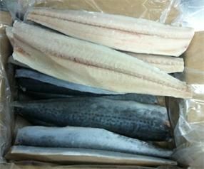 frozen A grade spanish mackerel fillet, king fish fillet