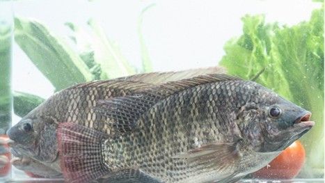 whole and round frozen tilapia