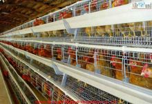 Broiler rearing cage