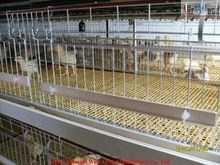 Battery pullet rearing cage 