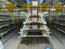 Chciken Coop Broiler Cage