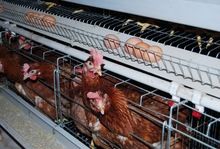  Egg Farm For Breeding Layer Chickens