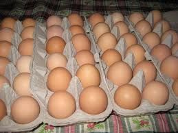Farm Fresh Chicken Egg