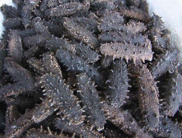 Best Quality Dried Sea Cucumber