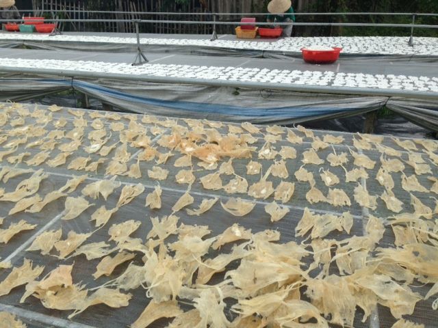 Dried Fish Maw