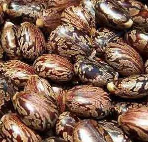 Castor oil seed