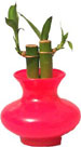 Lucky Bamboo