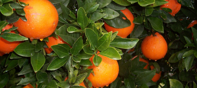 FRESH SPANISH ORANGES