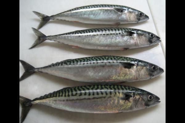 mackerel fish