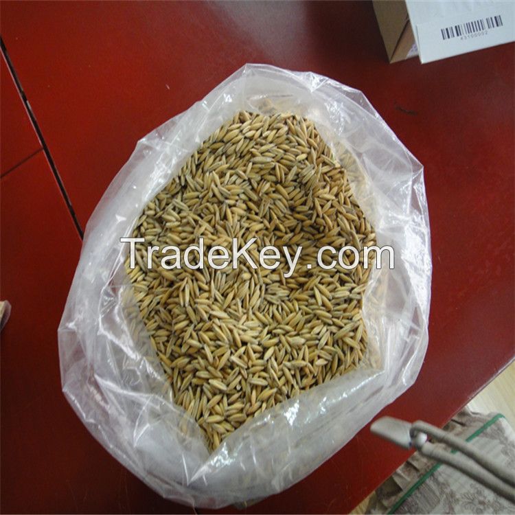 animal feed oats best quality and best price