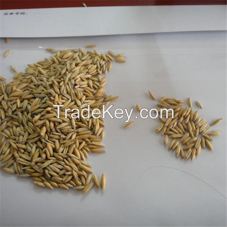 animal feed oats best quality and best price