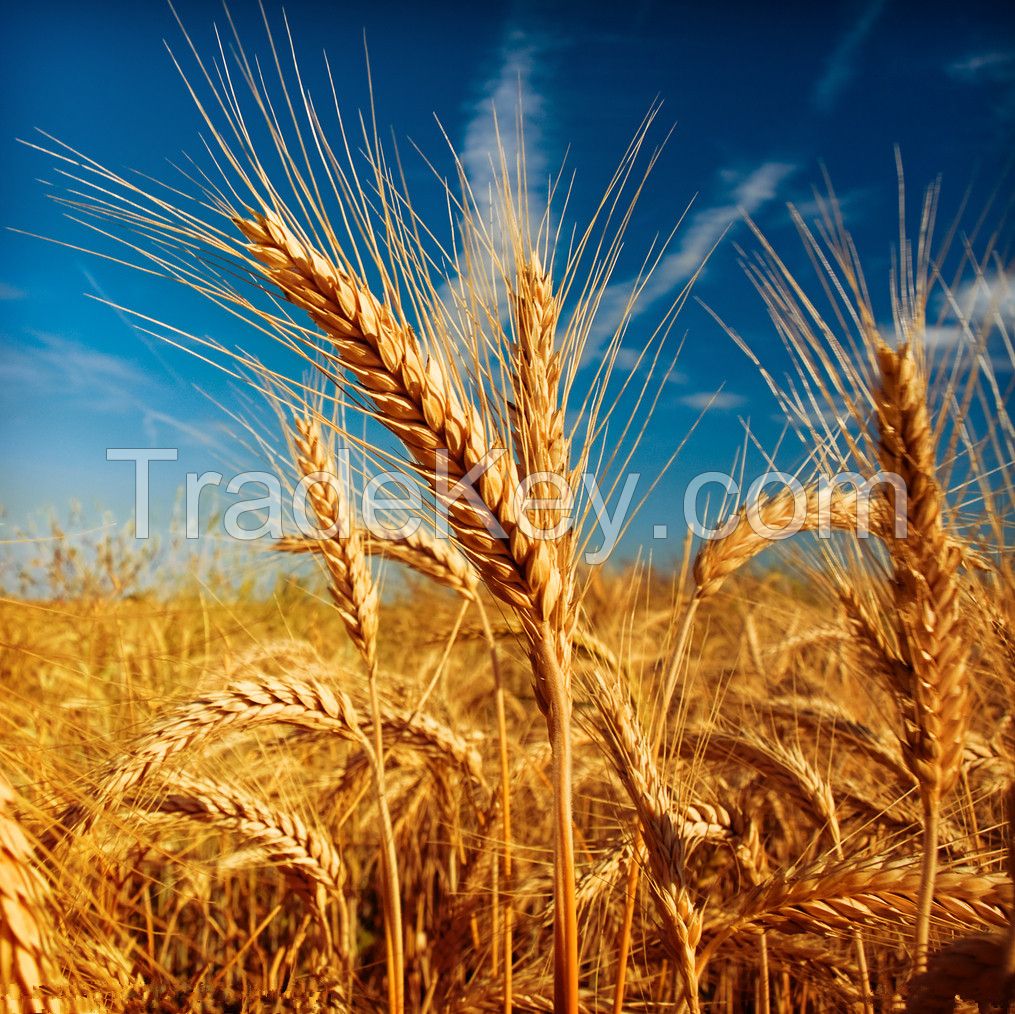 India high qulity cheap price milling wheat sale