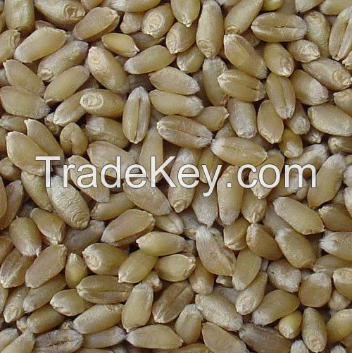 2 grade food wheat for human for hot sale with competitive price