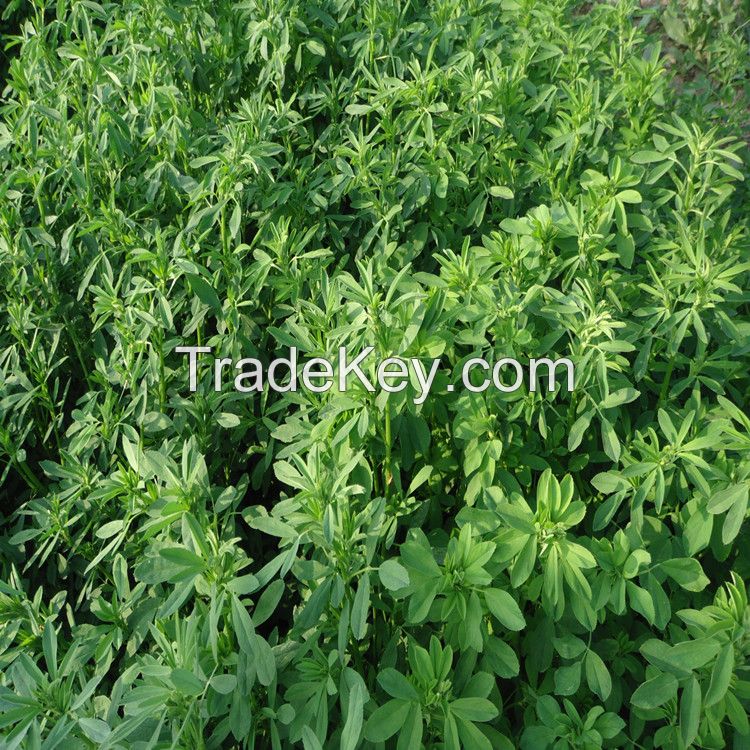 buk alfalfa seeds for sale with competitive price