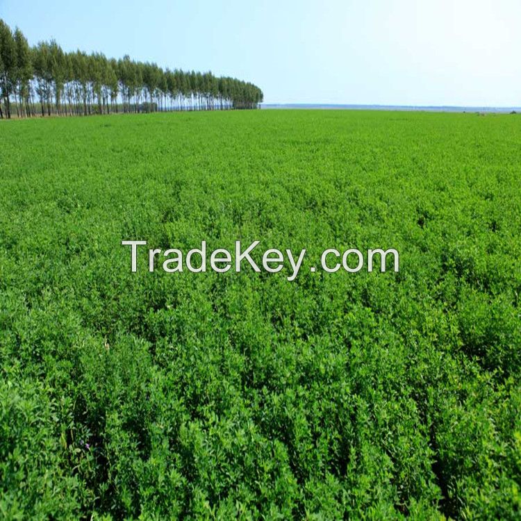 bulk animal grass seeds for sale