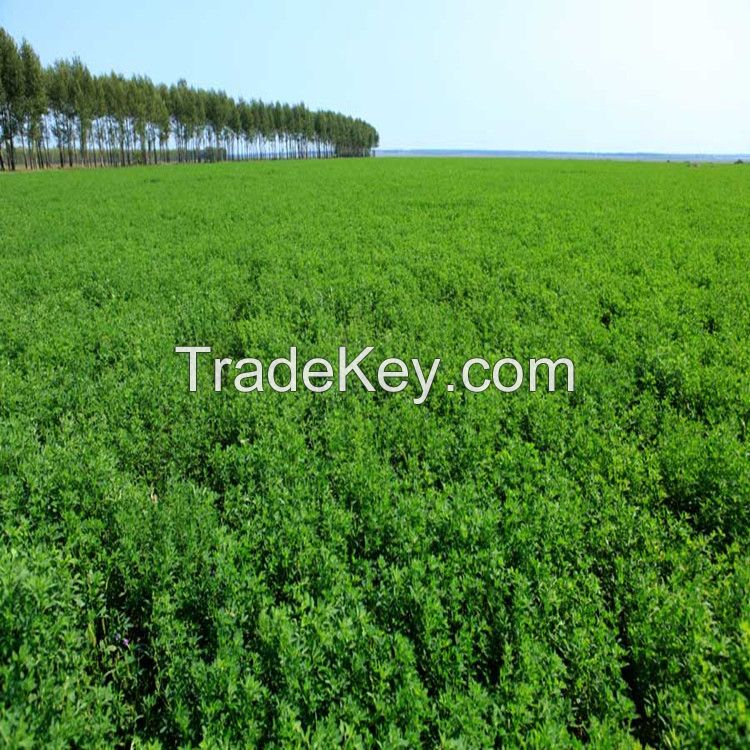 high yield forage seeds for sale from Denmark
