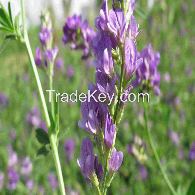 high yield forage seeds for sale from Denmark