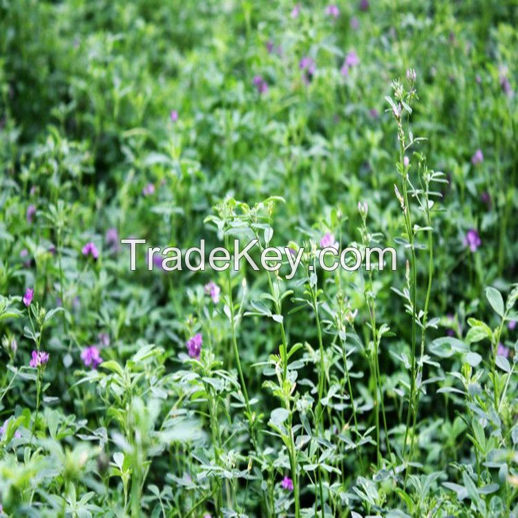 high yield forage seeds for sale from Denmark