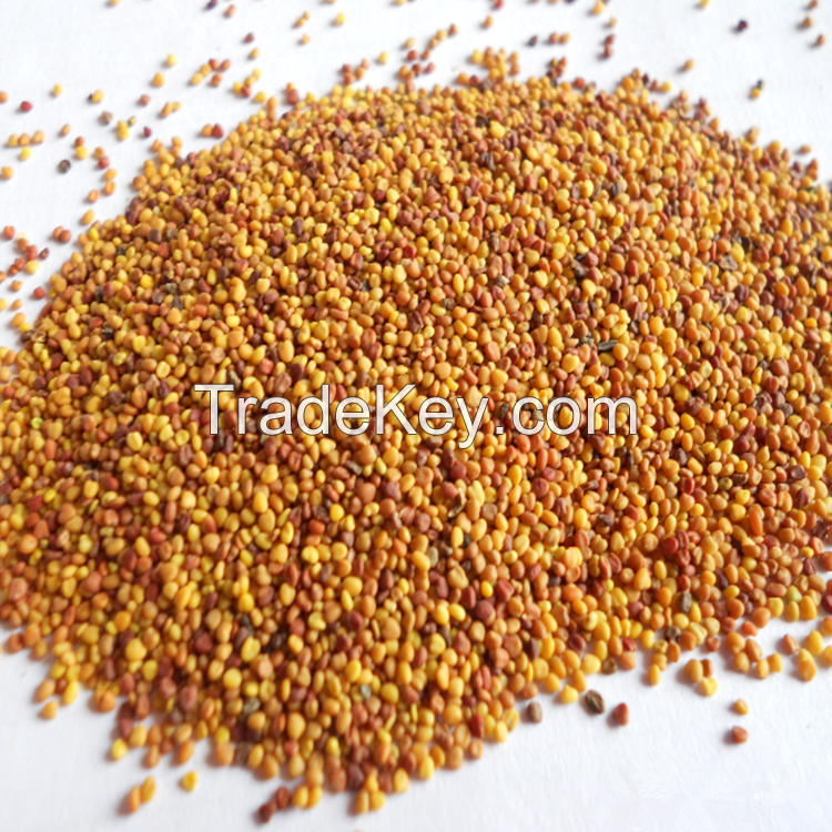 high quality alfalfa seeds with competitive price