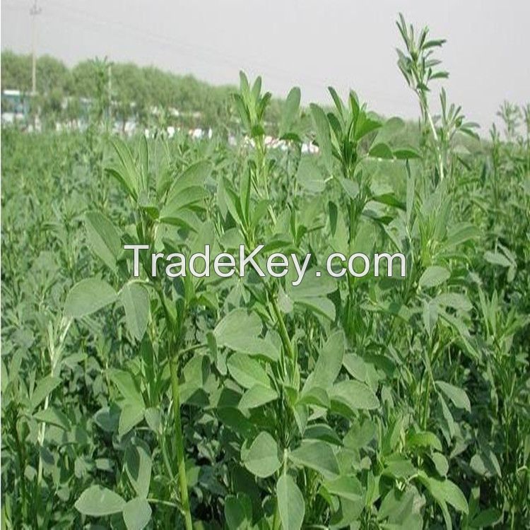 high quality alfalfa seeds with competitive price
